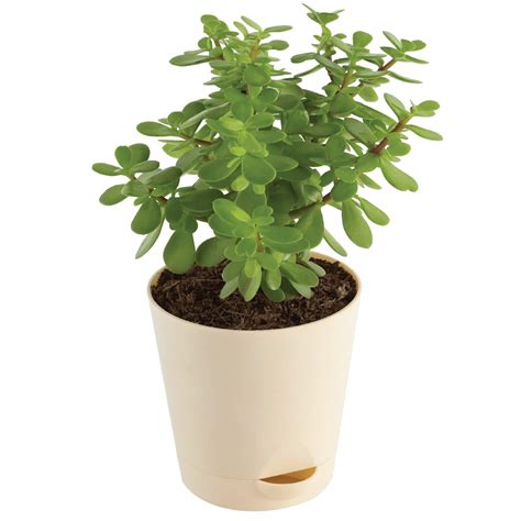 jade plant amazon|jade plant buy online.